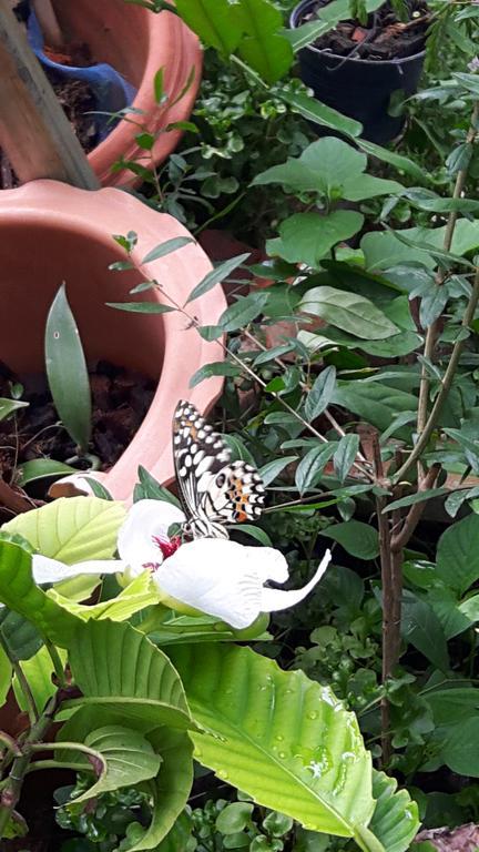 Hom Baan Chiang Mai Hotell Exteriör bild