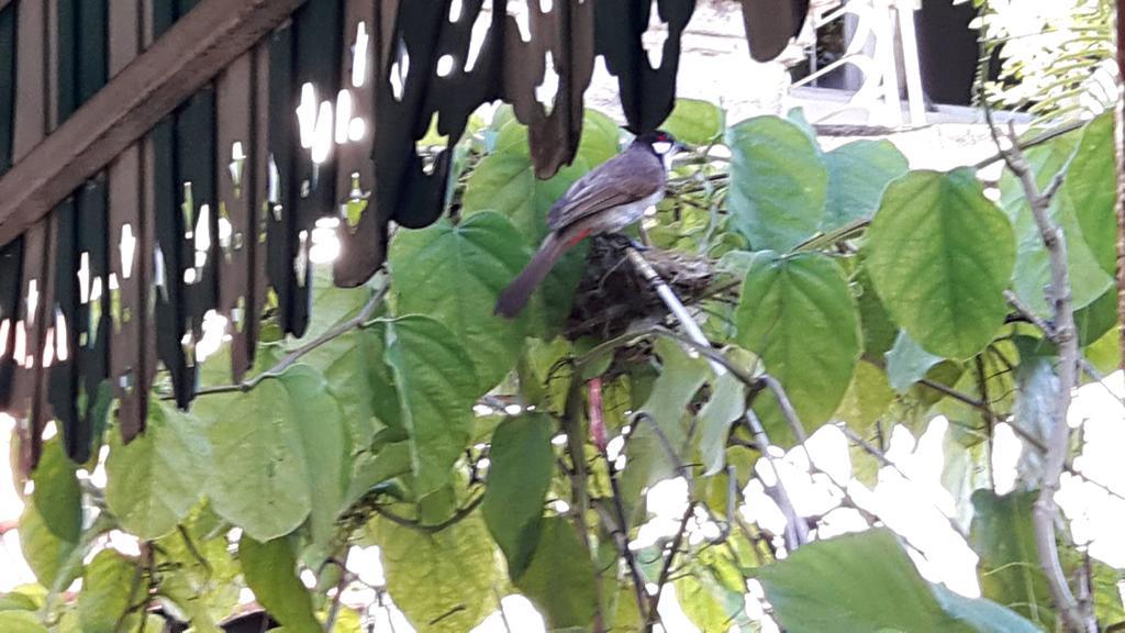 Hom Baan Chiang Mai Hotell Exteriör bild