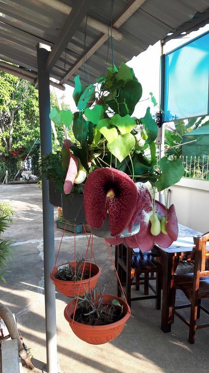Hom Baan Chiang Mai Hotell Exteriör bild