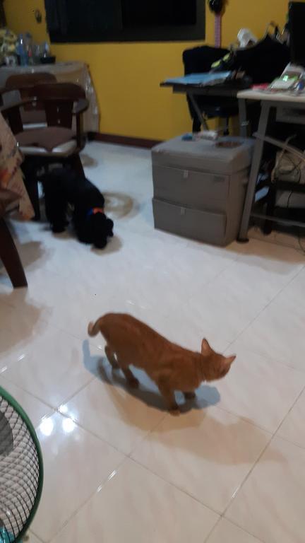 Hom Baan Chiang Mai Hotell Exteriör bild